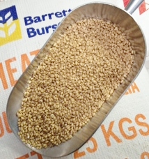 BB 1KG WHEAT MALT